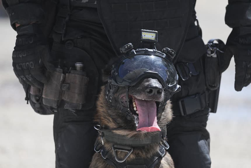 Imagen ilustrativa: Ejemplar canino. (Kenzo TRIBOUILLARD / AFP via Getty Images)