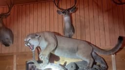 Condenan y multan a 3 californianos por tráfico de vida silvestre: pumas y otros animales disecados