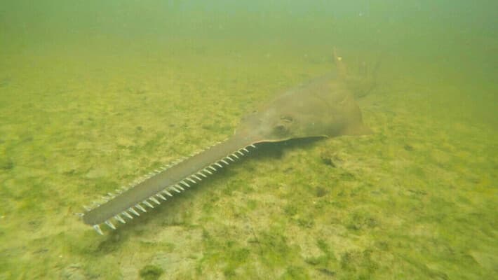 Enfermedad misteriosa afecta a peces sierra en peligro de extinción en Florida