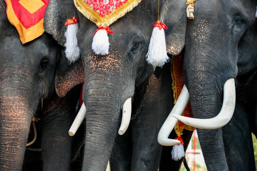 Elefante salvaje mata a un hombre que se dedicaba a la caza furtiva en Tailandia