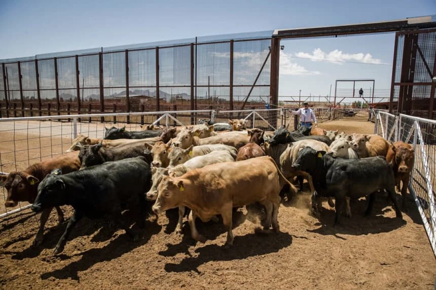 México evalúa medidas adicionales contra gusano barrenador debido al cierre de frontera con EE.UU.