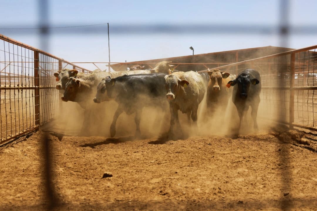 El ganado permanece en un corral antes de ser exportado a Estados Unidos a través del paso fronterizo de Jerónimo-Santa Teresa, tras el anuncio de la secretaria de Agricultura de Estados Unidos, Brooke Rollins, de un acuerdo con México sobre la gestión del gusano barrenador del Nuevo Mundo en las instalaciones de la Unión Regional Ganadera de Chihuahua, en las afueras de Ciudad Juárez, México, el 29 de abril de 2025. (Reuters/José Luis González/Foto de archivo)