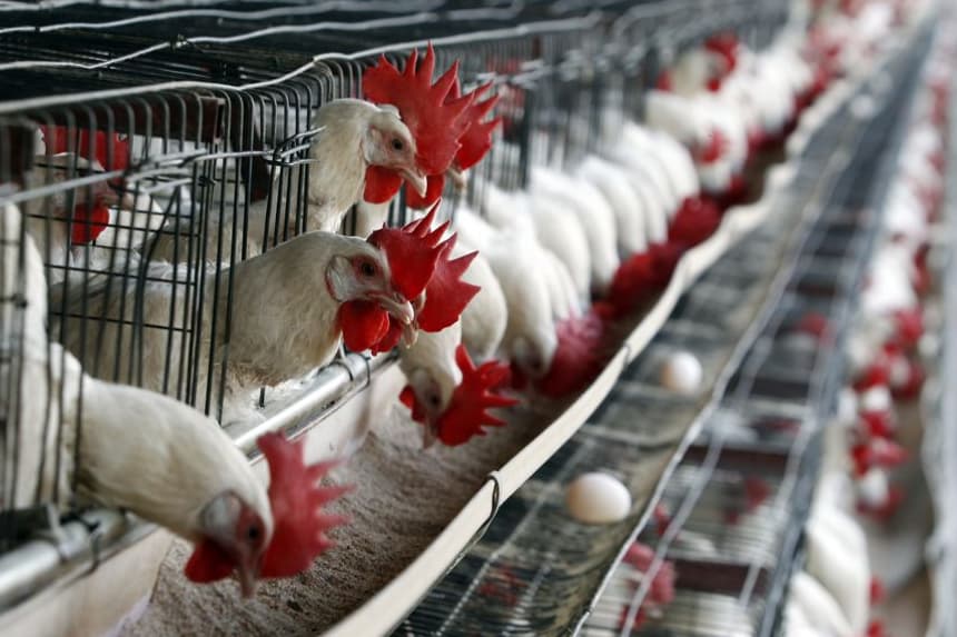 México suspende importación de productos avícolas de Brasil por alerta de influenza aviar