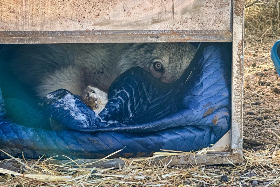 California lanza un sistema de localización de lobos tras los ataques al ganado