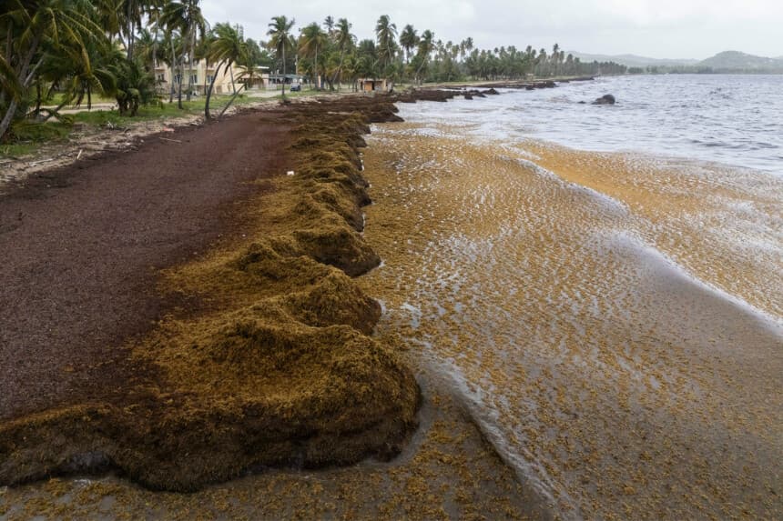 Montones de sargazo se extienden por la costa en Playa Lucía, Yabucoa, Puerto Rico, el lunes 2 de junio de 2025. (Alejandro Granadillo/AP Photo).