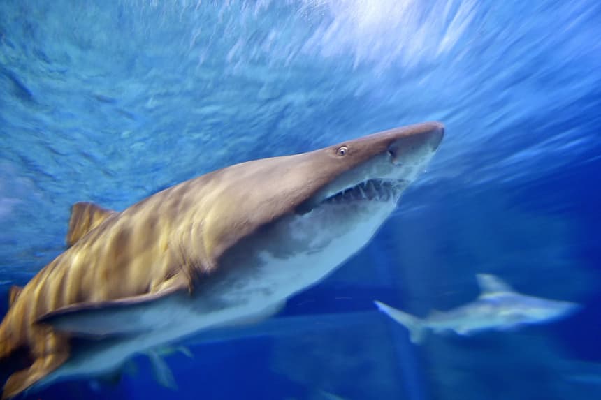 Niña de 9 años resulta herida por ataque de tiburón en una playa de Florida