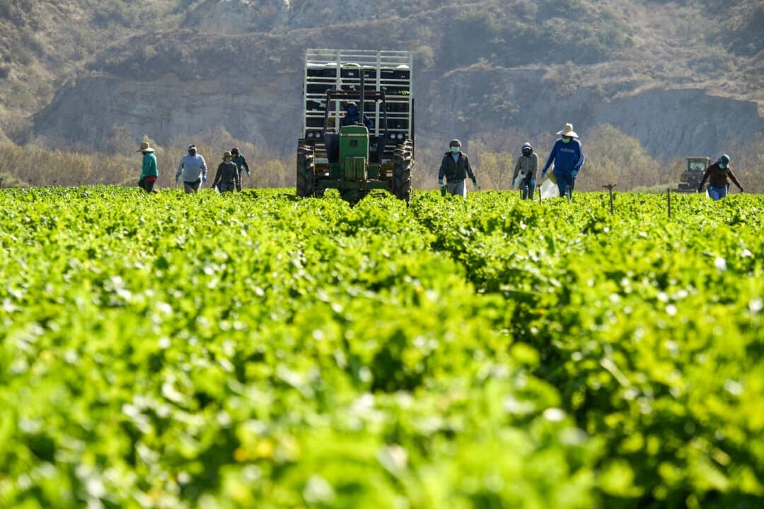 Trump dice que trabaja en un "permiso temporal" para trabajadores agrícolas y hoteleros, inmigrantes ilegales