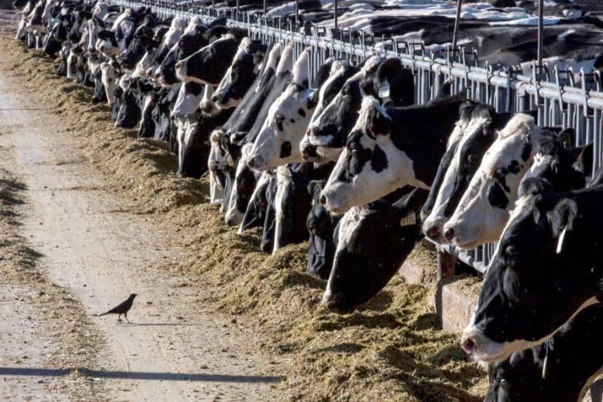 Ganado lechero alimentándose en una granja cerca de Vado, Nuevo México, el 31 de marzo de 2017. (Rodrigo Abd/AP Photo)