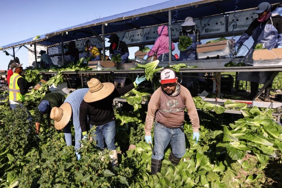 Trump dice que algunos trabajadores agrícolas deportados podrán regresar legalmente