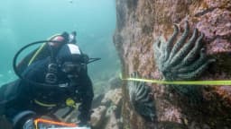 Resuelven misterio de la muerte de más de 5000 millones de estrellas de mar, dicen científicos