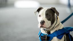 Ciudadano estadounidense enfrenta 45 años de prisión por peleas de perros y venta de drogas