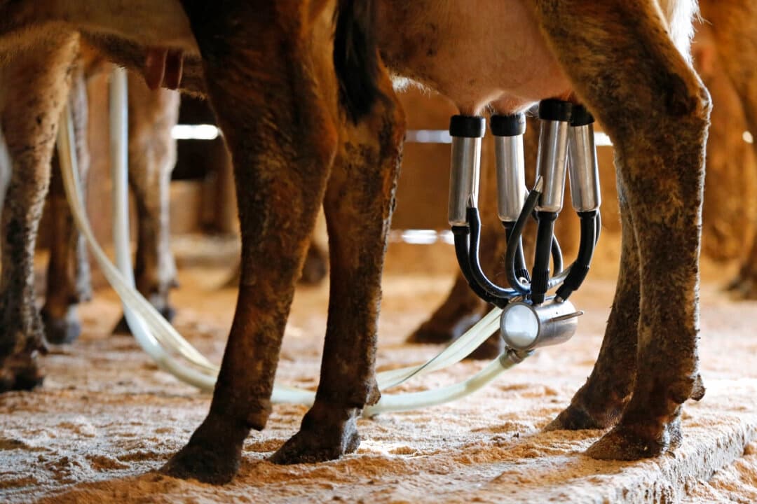 Identifican granja de Florida como el origen de leche cruda que enfermó a 21 personas