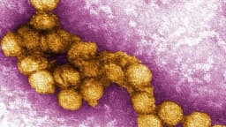 Virus del Nilo Occidental en mosquitos es detectado en la zona del lago Greenwood