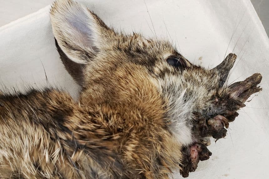 Esta foto proporcionada por el Departamento de Recursos Naturales de Iowa muestra un conejo de cola blanca del este muerto infectado con el virus del papiloma de Shope, en octubre de 2021. (Dra. Rachel Ruden/Departamento de Recursos Naturales de Iowa a través de AP)