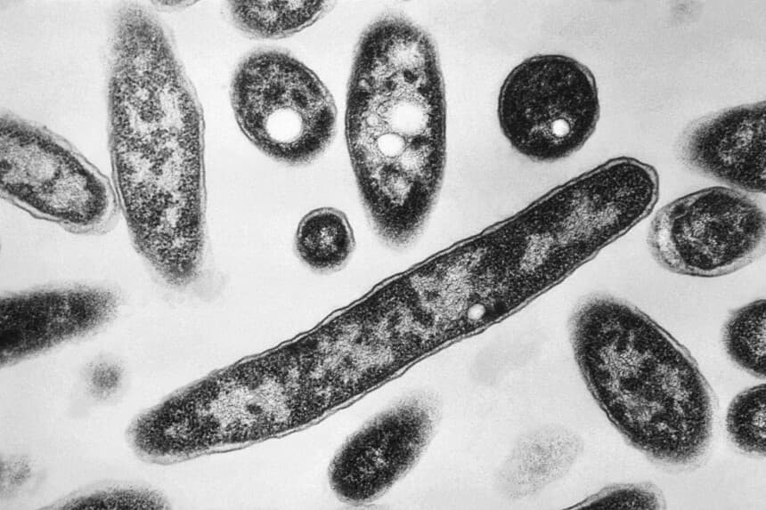 Registran quinta muerte por legionelosis en Nueva York: más de 60 afectados desde finales de julio