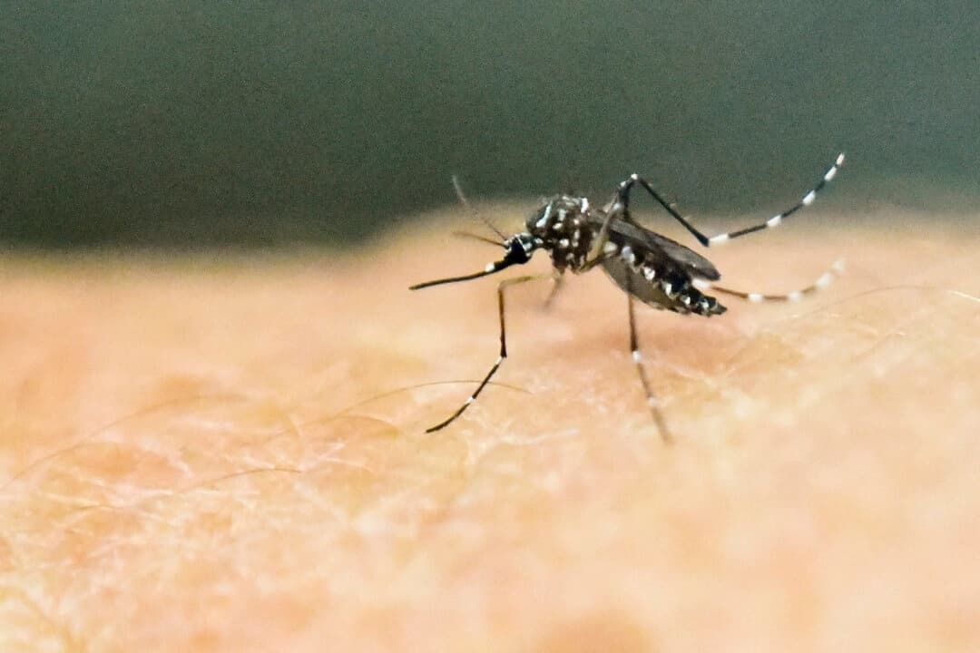 Un mosquito Aedes aegypti sobre la piel humana en un laboratorio del Centro Internacional de Formación y Entrenamiento Médico en Cali, Colombia, el 25 de enero de 2016. (Luis Robayo/AFP/Getty Images)
