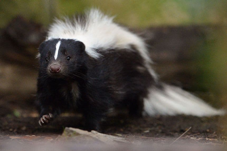 Un zorrillo rayado, originario de Norteamérica en una fotografía de archivo. (Jeff J Mitchell/Getty Images)