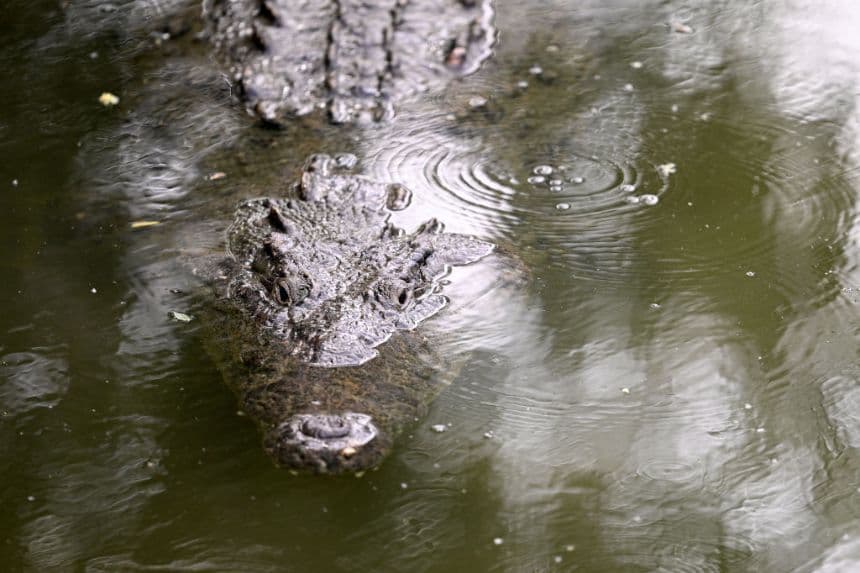 Se ve un cocodrilo cerca del hoyo seis durante la primera ronda del Abierto de México en VidantaWorld 2025, en Vidanta Vallarta, el 20 de febrero de 2025, en Puerto Vallarta, México. (Orlando Ramírez/Getty Images)