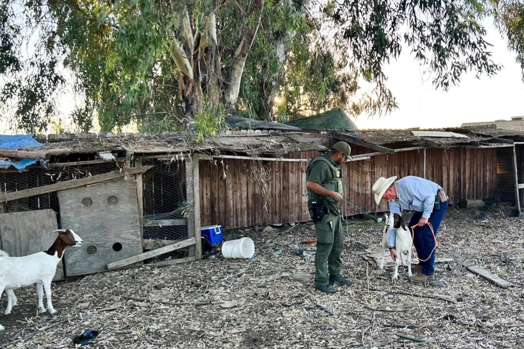 El Departamento del Sheriff del Condado de Merced en California descubrió a varios inmigrantes que eran víctimas de trata de personas que vivían en condiciones "horribles" y trabajaban como aparentes trabajadores contratados en una operación ilegal de cultivo de marihuana en Merced el 26 de julio de 2023. (Cortesía del Departamento del Sheriff del Condado de Merced)