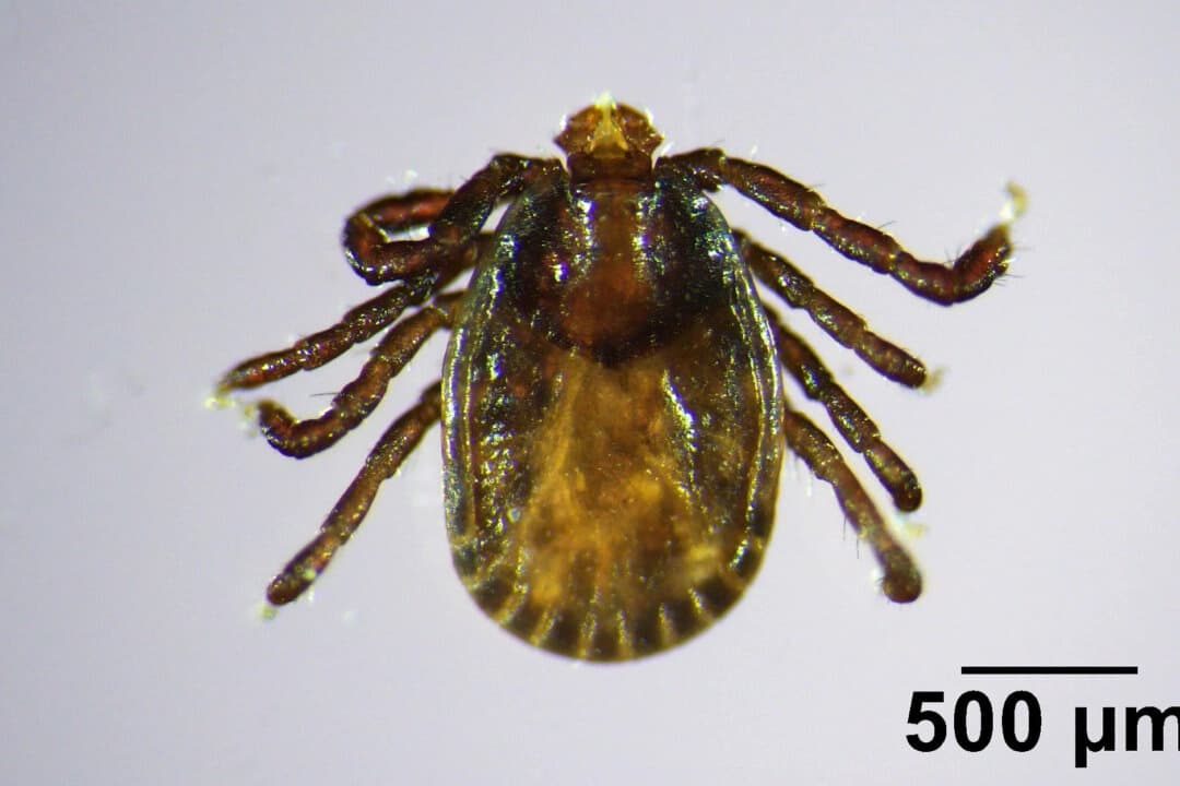 Una garrapata asiática de cuernos largos en julio de 2025. (Griffin Dill/Universidad de Maine vía AP)
