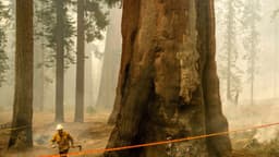 Enorme incendio forestal en California arrasa bosque de secuoyas gigantes