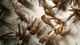 Italia registra 39 muertos por virus del Nilo, la peor cifra en años