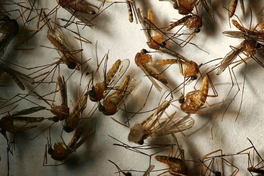 Una muestra de campo de mosquitos que podrían transmitir el virus del Nilo Occidental. (David McNew/Getty Images)