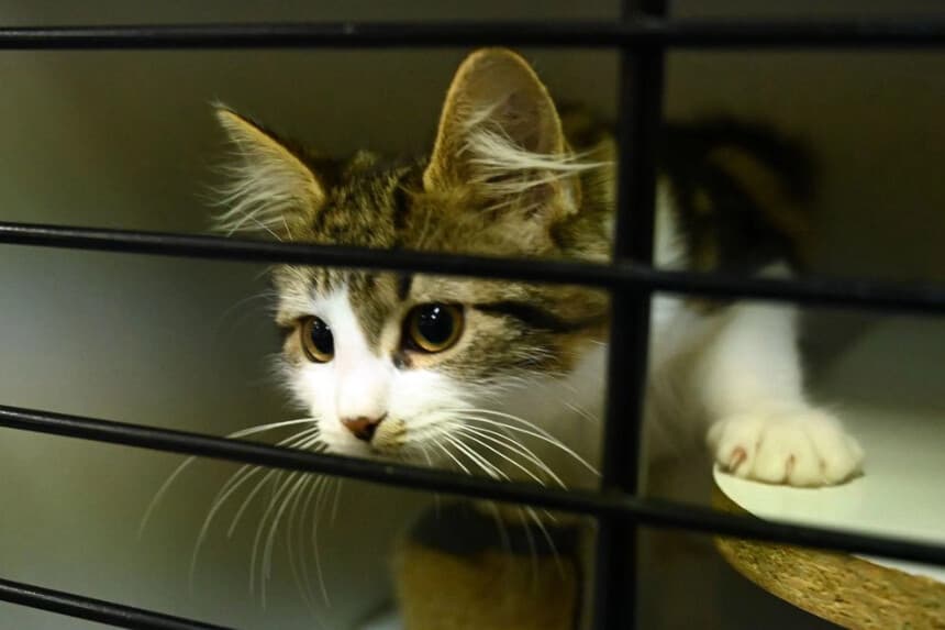 Newsom promulga leyes para prohibir la desungulación de gatos y reglamentar los criaderos de cachorros