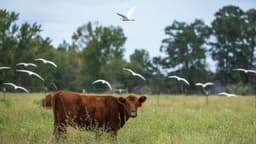 Más allá de la etiqueta: la verdadera salud de la carne de res no cabe en un sello