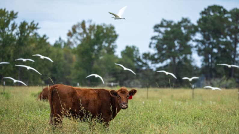Más allá de la etiqueta: la verdadera salud de la carne de res no cabe en un sello