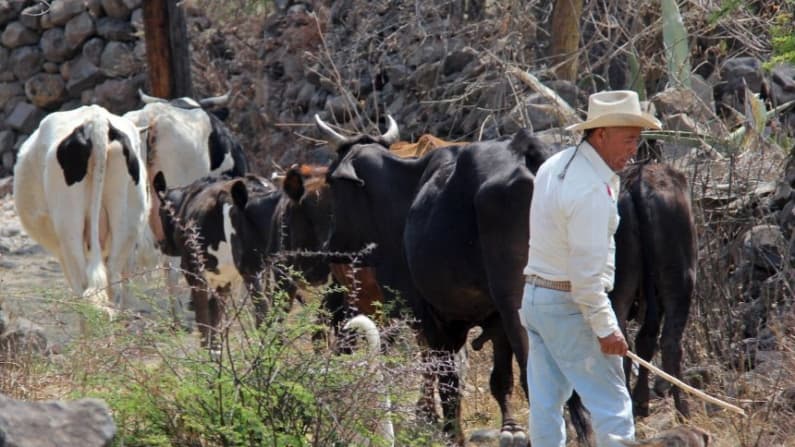 Crisis de gusano barrenador: México busca extender emergencia a todo el país debido a la plaga