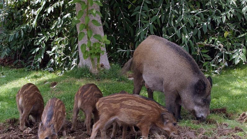 México suspende las importaciones de carne de cerdo de España por brote de peste porcina