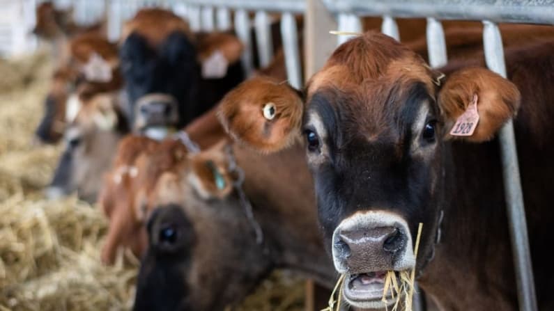 USDA y el Ejército de EE. UU. inician obras en Texas para combatir la propagación de parásito carnívoro