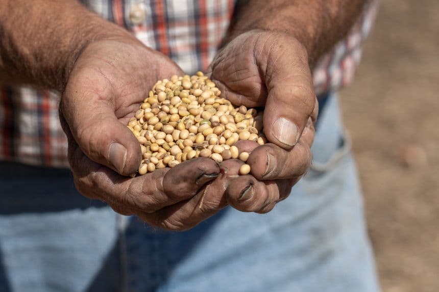 El agricultor Greg Adams sostiene un puñado de soja recién cosechada el 13 de octubre de 2025 en Marion, Kentucky. (Jan Sonnenmair/Getty Images)