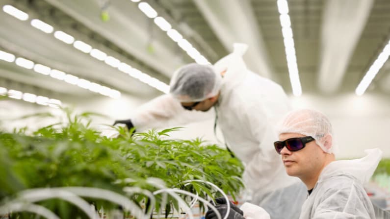 Trump dice que está considerando una orden ejecutiva para reclasificar la marihuana