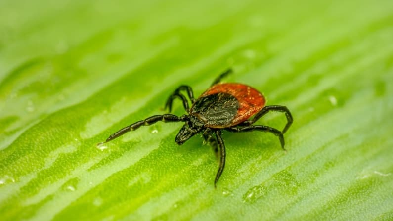 Después de años de dudas, comienzan a reconocer a la enfermedad de Lyme crónica