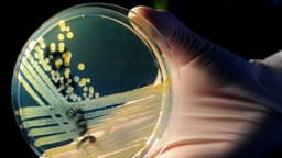 Investigador chino acusado de contrabandear peligrosa bacteria a Estados Unidos