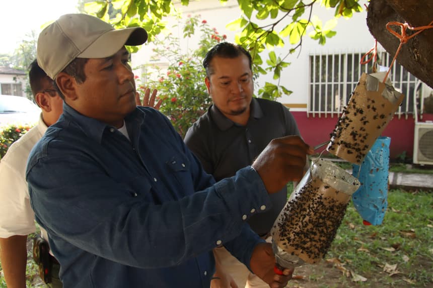Un hombre manipula una trampa para controlar la mosca del gusano barrenador este martes, en Tapachula (EFE/Juan Manuel Blanco)