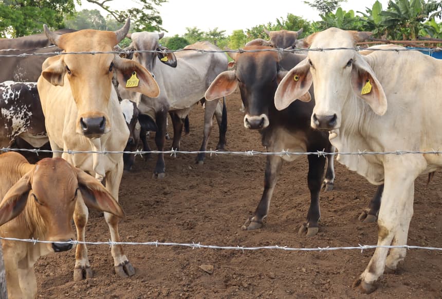 El Servicio Nacional de Sanidad, Inocuidad y Calidad Agroalimentaria (Senasica) de México registró el primer caso de gusano barrenador en el estado de Tamaulipas, fronterizo con Estados Unidos y dedicado a la exportación de bovinos de pie. (Imagen de archivo. EFE/Juan Manuel Blanco)