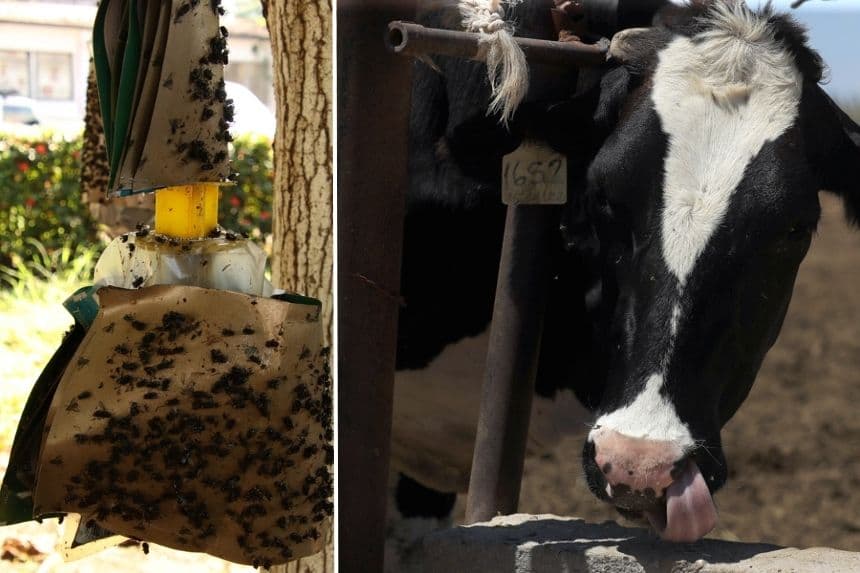 Izq. Fotografía de una trampa para controlar la mosca del gusano barrenador este martes, en Tapachula, Chiapas. (EFE/Juan Manuel Blanco) Der. otografía de archivo que muestra a una vaca en una finca en Ciudad Juárez, Chihuahua. (EFE/ Luis Torres)