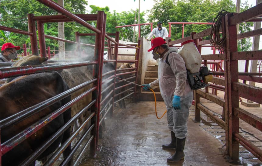 Una persona desinfecta ganado vacuno en un rancho en Hermosillo. (EFE/Daniel Sánchez)