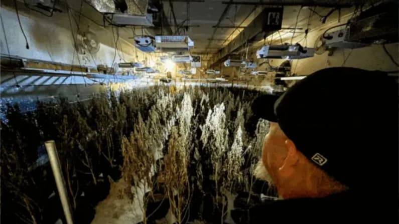 Oklahoma legalizó la marihuana medicinal, y entonces llegó el crimen organizado chino
