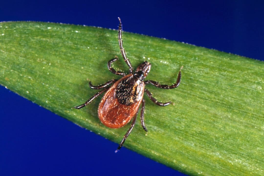 Una garrapata de patas negras, también conocida como garrapata del ciervo, portadora de la enfermedad de Lyme. (CDC vía AP)