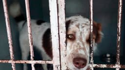 Tras desalojo refugio de animales acusa a fundación por la muerte de perros y gatos