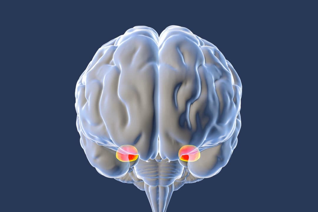 En el centro de nuestra respuesta al miedo se encuentra la amígdala, una estructura del tamaño de una almendra en lo profundo del cerebro. (Kateryna Kon/Shutterstock)
