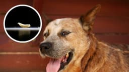 México exige certificación libre de gusano barrenador para perros y aves que viajen desde EE. UU.
