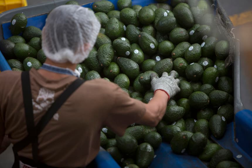 Empleados de una empacadora de Aguacate seleccionan el producto para su exportación a Estados Unidos, en el estado de Michoacán Imagen de archivo. (EFE/Luis Enrique Granados)