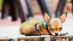 Chihuahua permanece junto al cuerpo de su dueño tras mortal desastre aéreo
