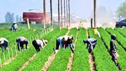 USDA y Palantir firman acuerdo de 300 millones para modernizar agricultura y reforzar seguridad