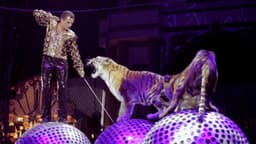 Tigre salta de la pista hacia el público durante una función de circo